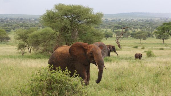 Слоны в национальном парке Тарангире в Танзании