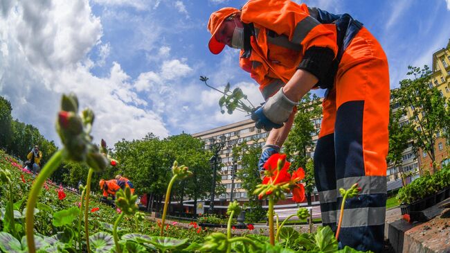 Высадка цветов в Москве