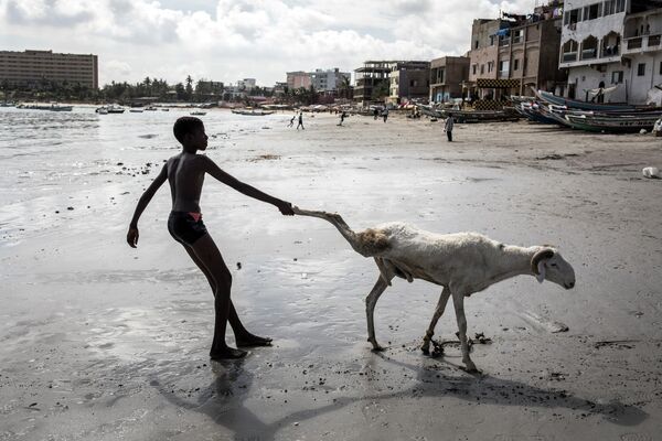 Юноша тащит свою овцу к морю в Дакаре, Сенегал
