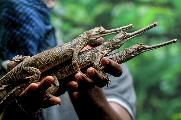 Сотрудник держит в руках крокодилов, недавно вылупившихся в паке змей Ченнаи, Индия