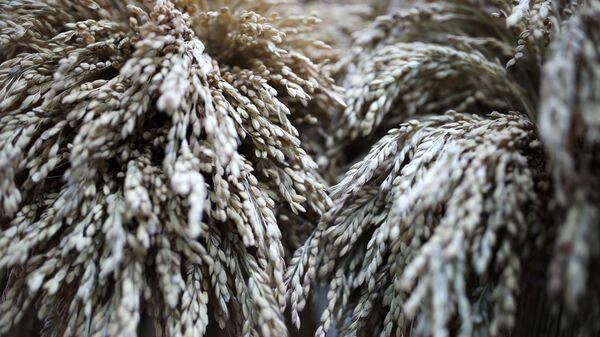 Колосья с зерном риса, выращенные на селекционных полях Федерального научного центра риса в Краснодарском крае