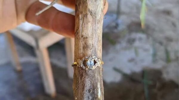 Кольцо на стебле чеснока. Стоп-кадр видео
