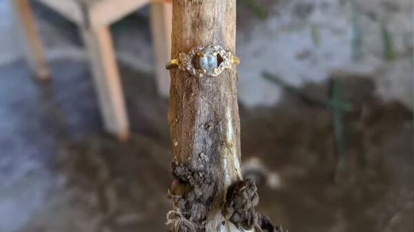 Кольцо на стебле чеснока. Стоп-кадр видео