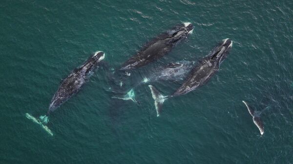 Шантары. Гренландские киты