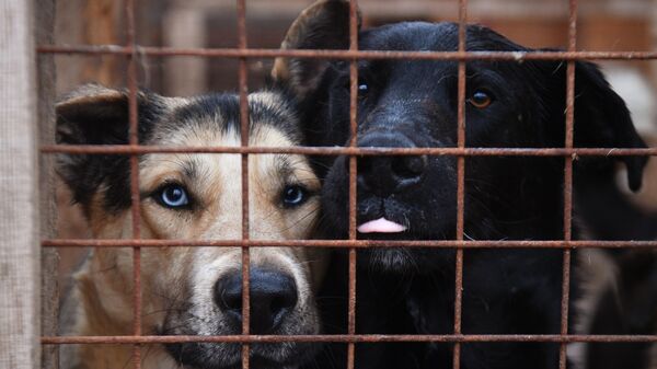 Собаки в вольере приюта для бездомных животных в Москве