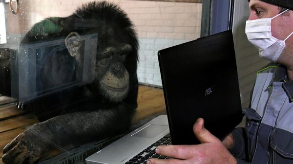 Зоолог Олег Кокарев показывает шимпанзе Анфисе фотографии на ноутбуке в парке флоры и фауны Роев ручей