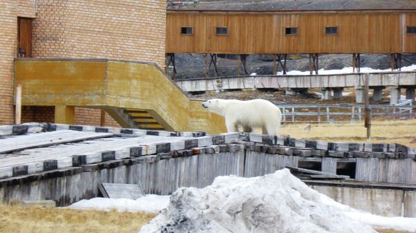 Белый медведь около здания кинотеатра