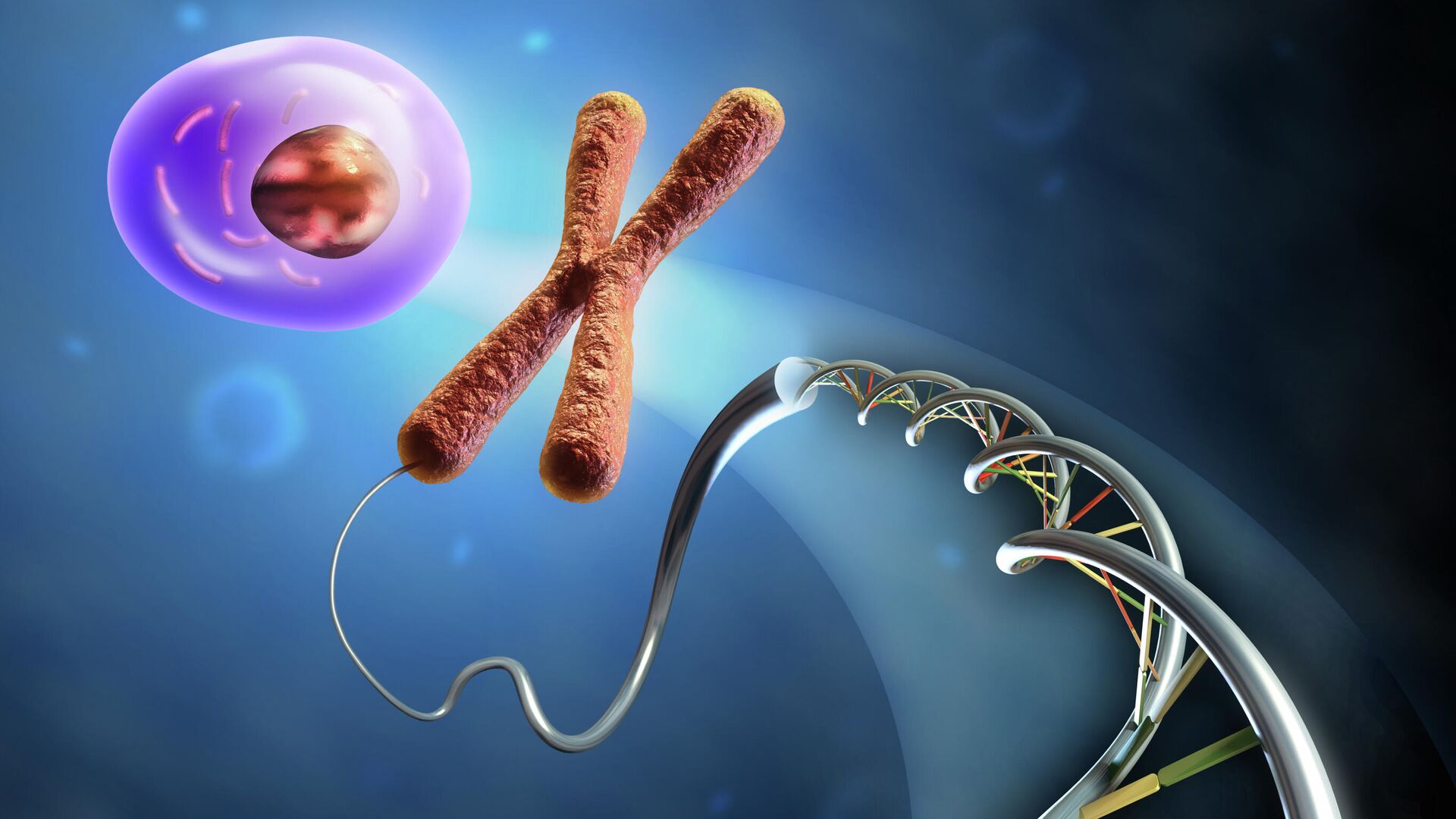 ДНК: что это такое, как работает, на что влияет, структура и функции