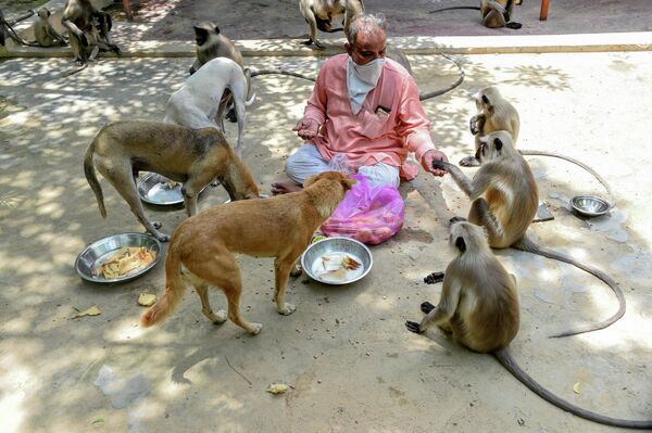 Смотритель храма Bhekhaddhari Goga Maharaj temple кормит бездомных животных в Ахмадабаде, Индия 