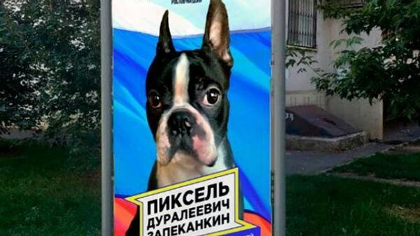 Предвыборный плакат пса по кличке Пиксель на одной из улиц Ростова-на-Дону