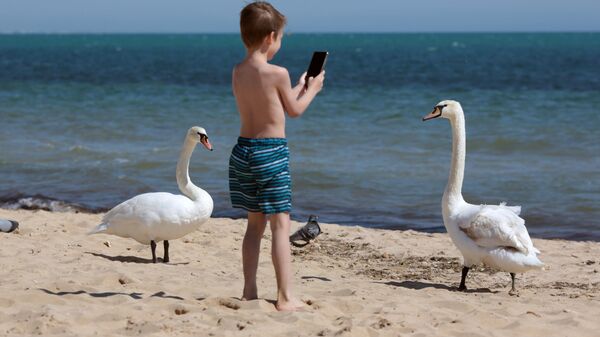 Мальчик снимает на смартфон лебедей
