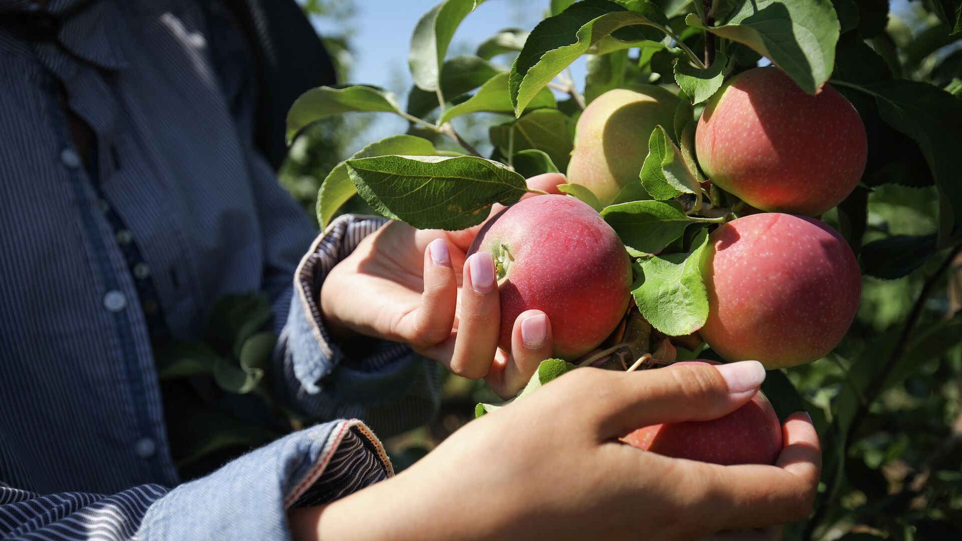 Когда и как сажать яблоню: пошаговая инструкция по посадке