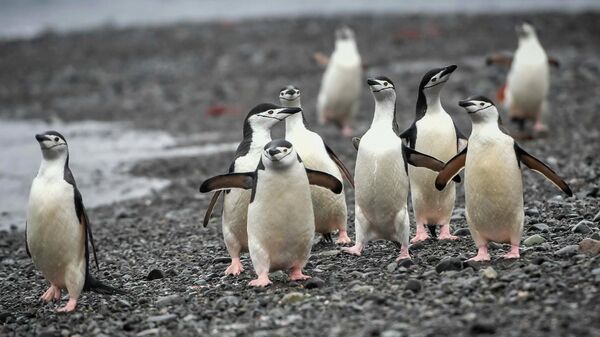 Антарктические пингвины на острове Кинг-Джордж (Ватерлоо) в Антарктиде