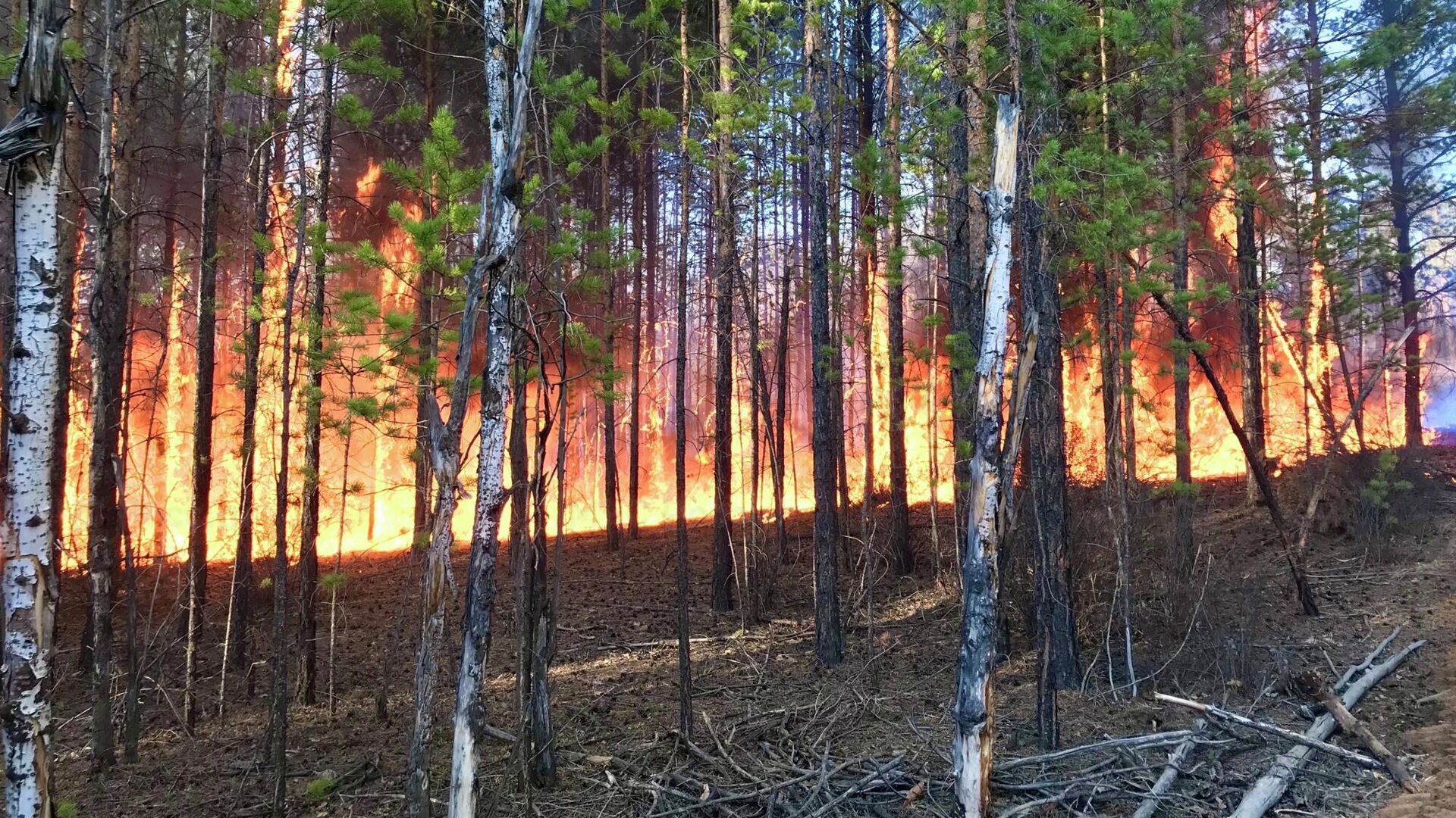 Лесные пожары на территории Якутии - РИА Новости, 1920, 07.10.2020