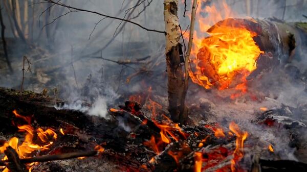 Лесной пожар в Якутии