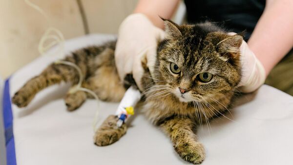 Ветеринар держит кошку во время обследования
