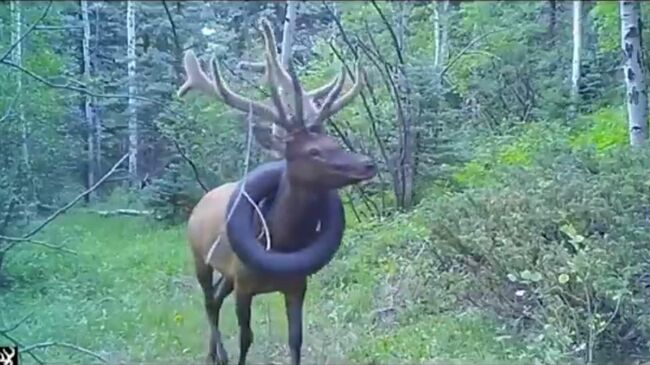 Стоп-кадр видео из твиттер-аккаунта Colorado Parks and Wildlife