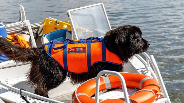 Собака-спасатель во время тренировки на воде