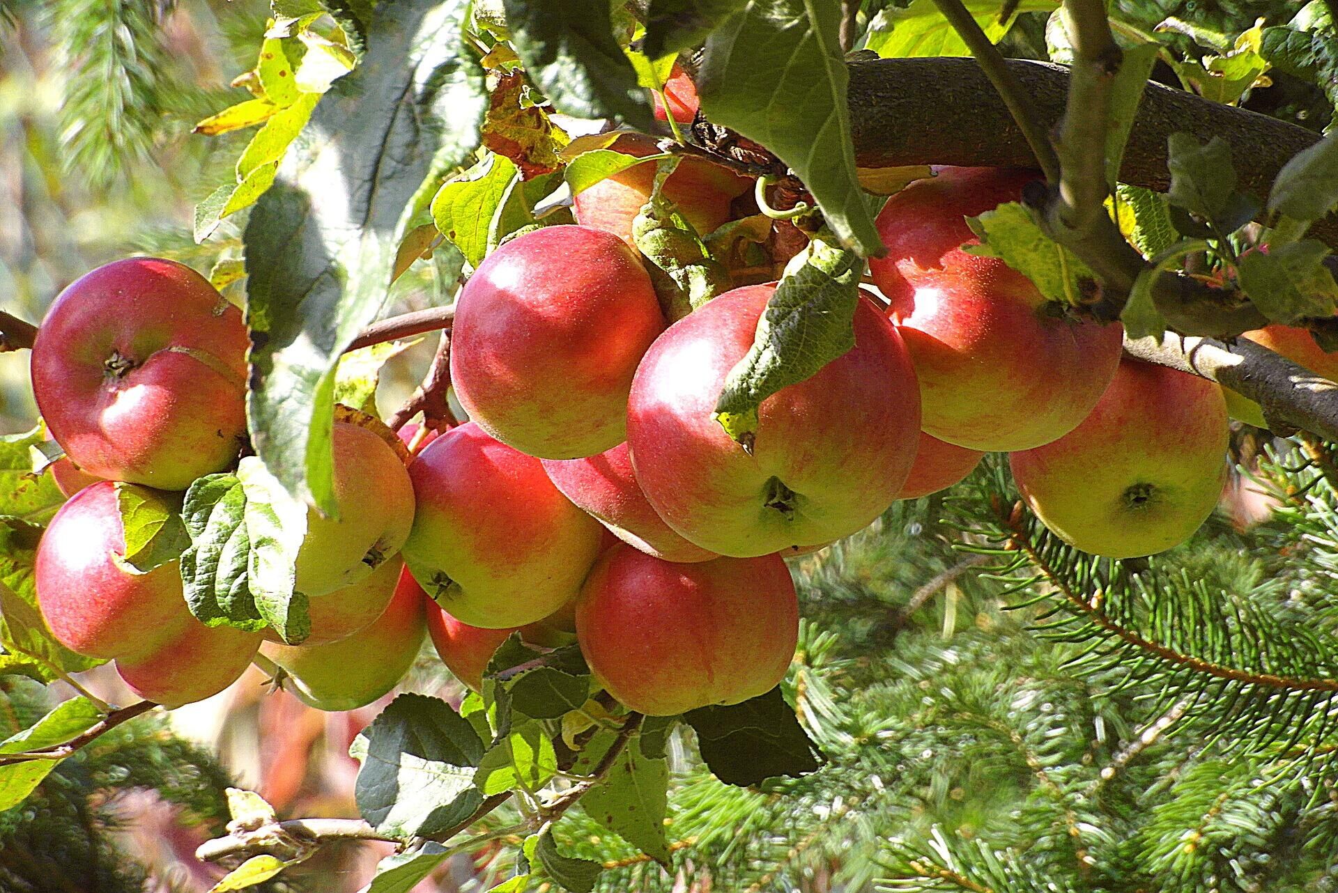 Яблоки на ветке в саду
