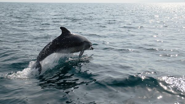 Дельфин в Черном море