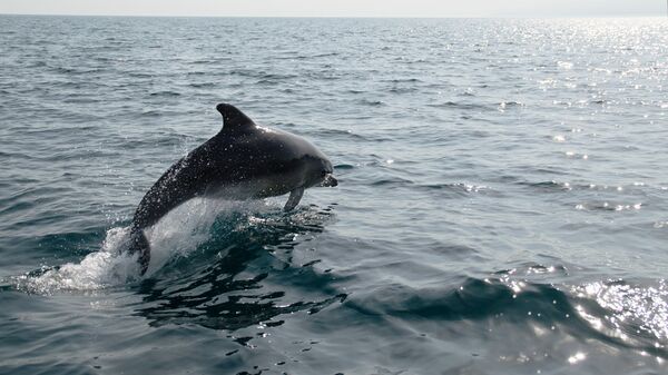 Дельфин в Черном море