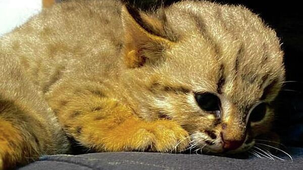В Новосибирском зоопарке у ржаво-рыжих кошек впервые родились котята