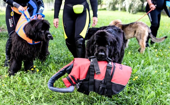 Собаки-водолазы во время тренировок на поисково-спасательной станции Строгино