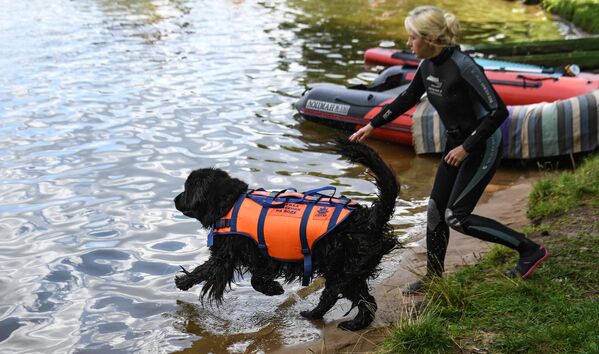 Сотрудник добровольного отряда Соттер с собакой-водолазом во время тренировок на поисково-спасательной станции Строгино