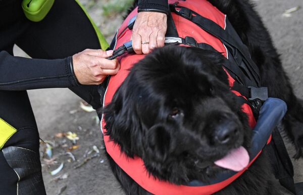 Сотрудник добровольного отряда Соттер с собакой-водолазом во время тренировок на поисково-спасательной станции Строгино