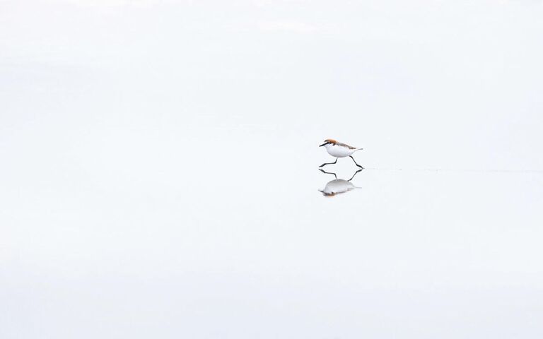 Georgina Steytler. Работа победителя конкурса Bird Photographer of the Year 2020