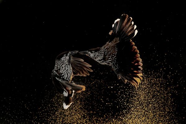 Roelof Molenaar. Работа победителя конкурса Bird Photographer of the Year 2020