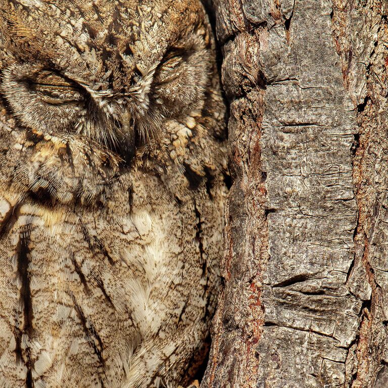 Moshe Cohen. Работа победителя конкурса Bird Photographer of the Year 2020