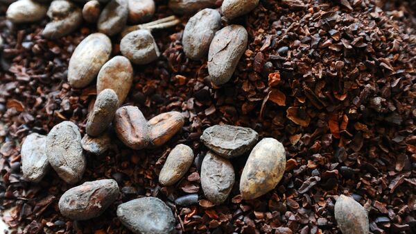 Какао-бобы и какао-крупка. Архивное фото 