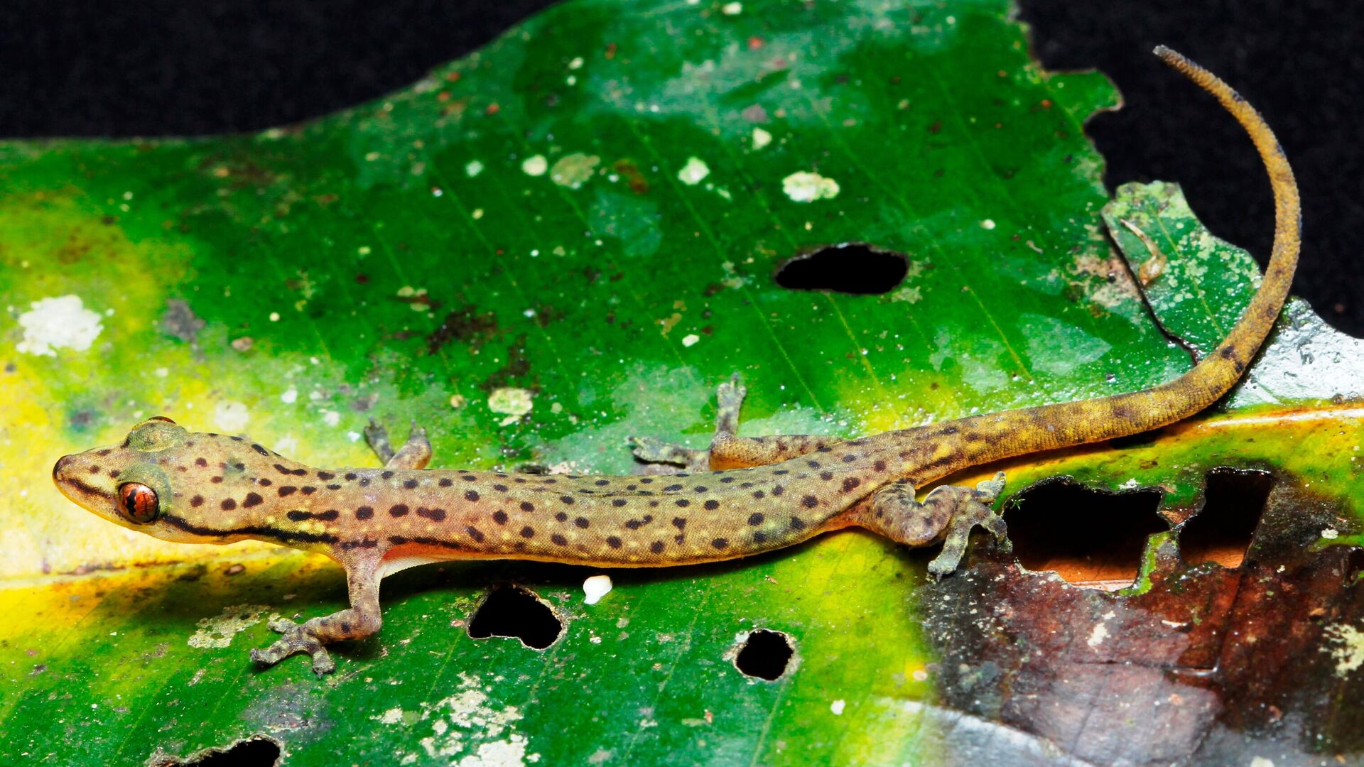 Леопардовый полулистопалый геккон Hemiphyllodactylus pardalis - РИА Новости, 1920, 19.08.2020