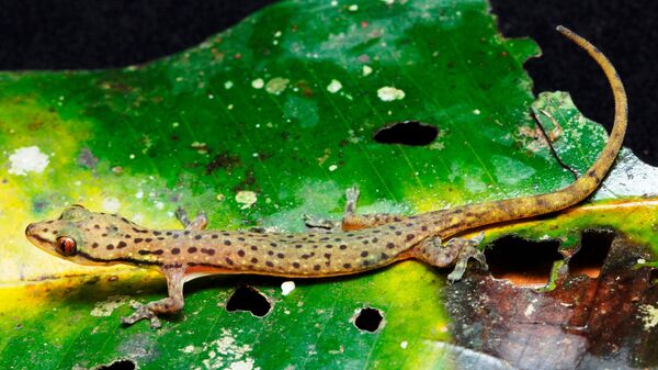 Леопардовый полулистопалый геккон Hemiphyllodactylus pardalis