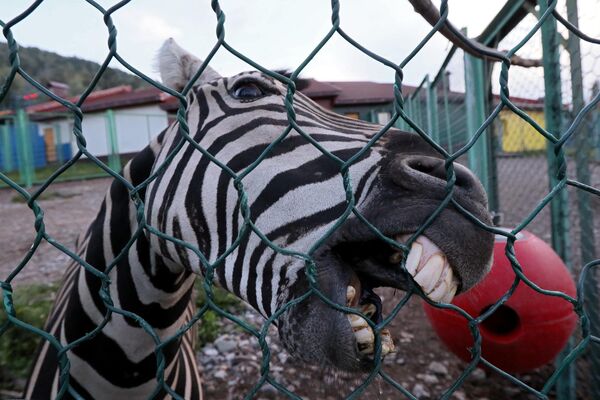 Самец зебры по кличке Хвостик в парке флоры и фауны Роев ручей в Красноярске