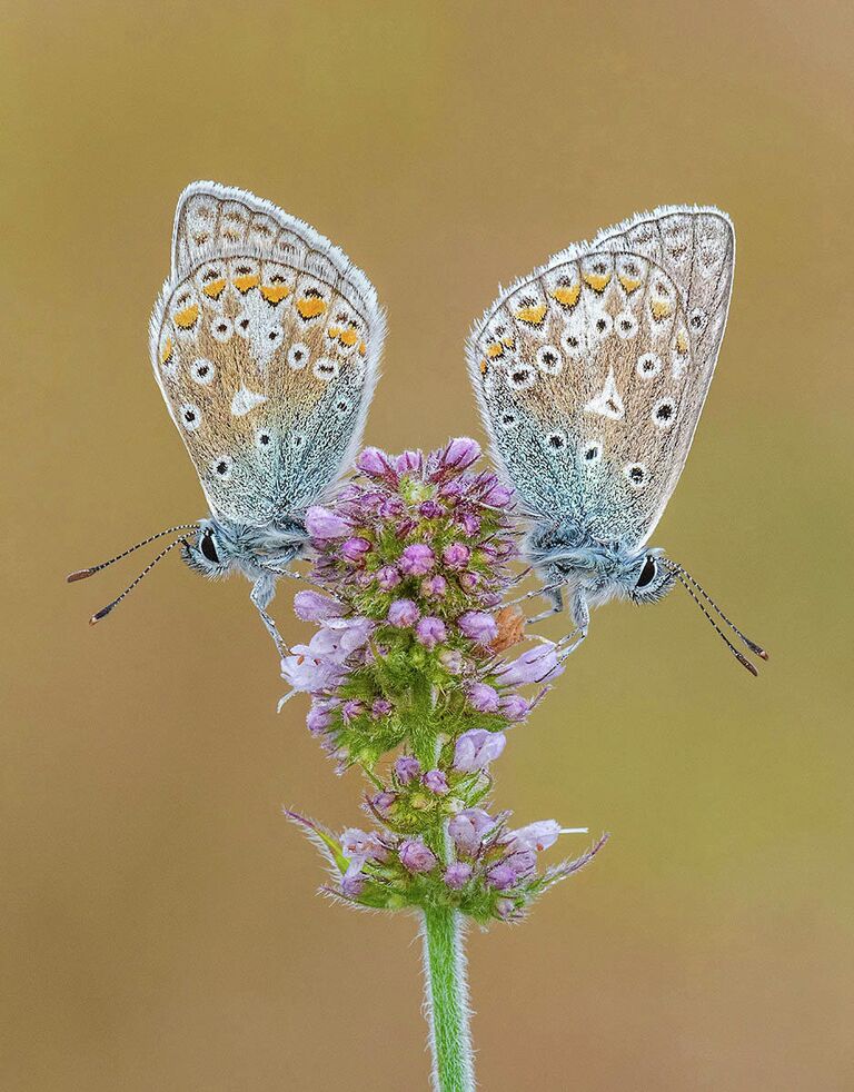 Tony North. Работа участника конкурса IGPOTY Macro Art 14