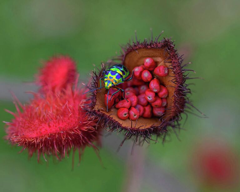 Wei Fu. Работа участника конкурса IGPOTY Macro Art 14