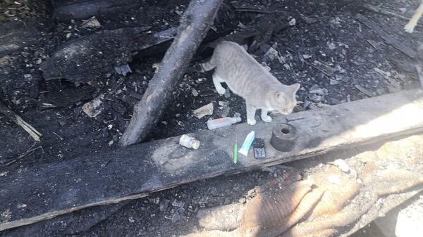 Кошка спасла спящих хозяев при ночном пожаре дома в п. Заречье, г. Биробиджана, Еврейской автономной области