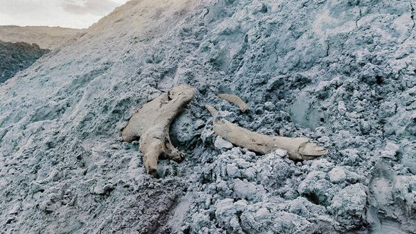 Останки мамонта, обнаруженные на Новопортовском нефтегазоконденсатном месторождении в Ямало-Ненецком автономном округе