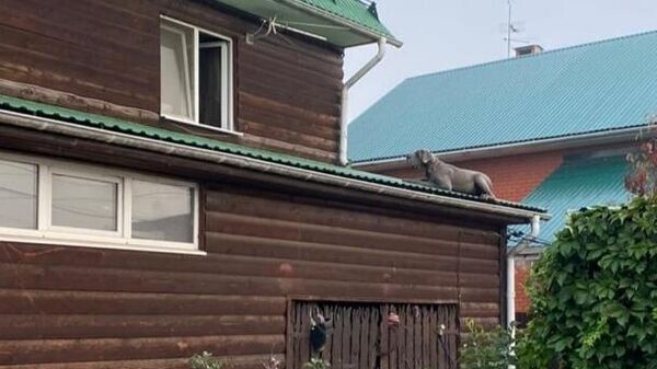 Собака породы алабай на крыше пристройки к жилому дому в деревне Терехово в Новой Москве
