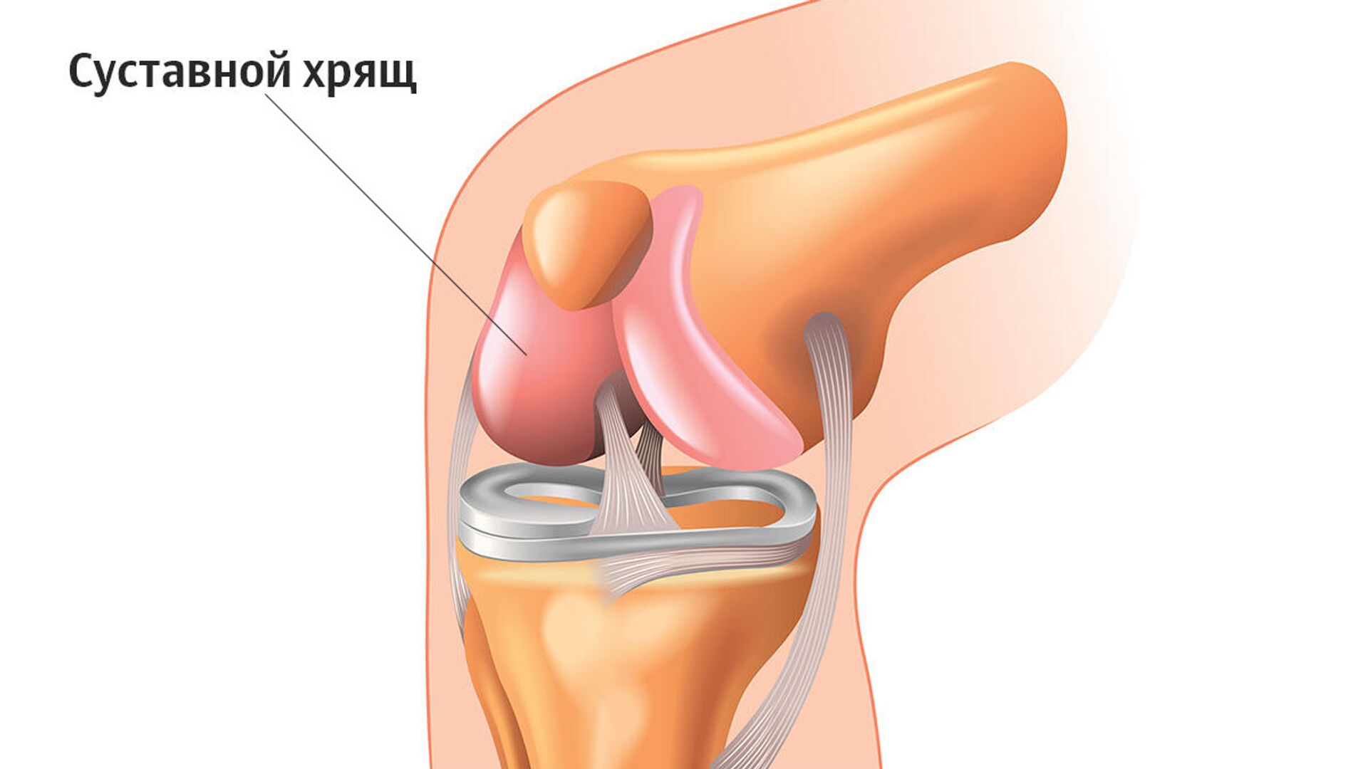 Повреждение менисков левого коленного сустава. Коленный сустав строение мениск. Медиальный мениск коленного сустава анатомия. Мениски коленного сустава анатомия разрыв.
