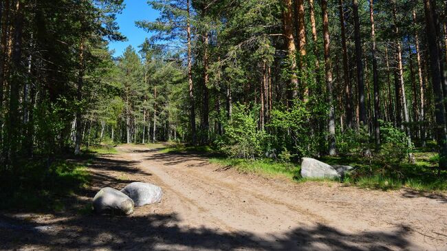 В Челябинской области шестой день ищут пропавшего в лесу подростка