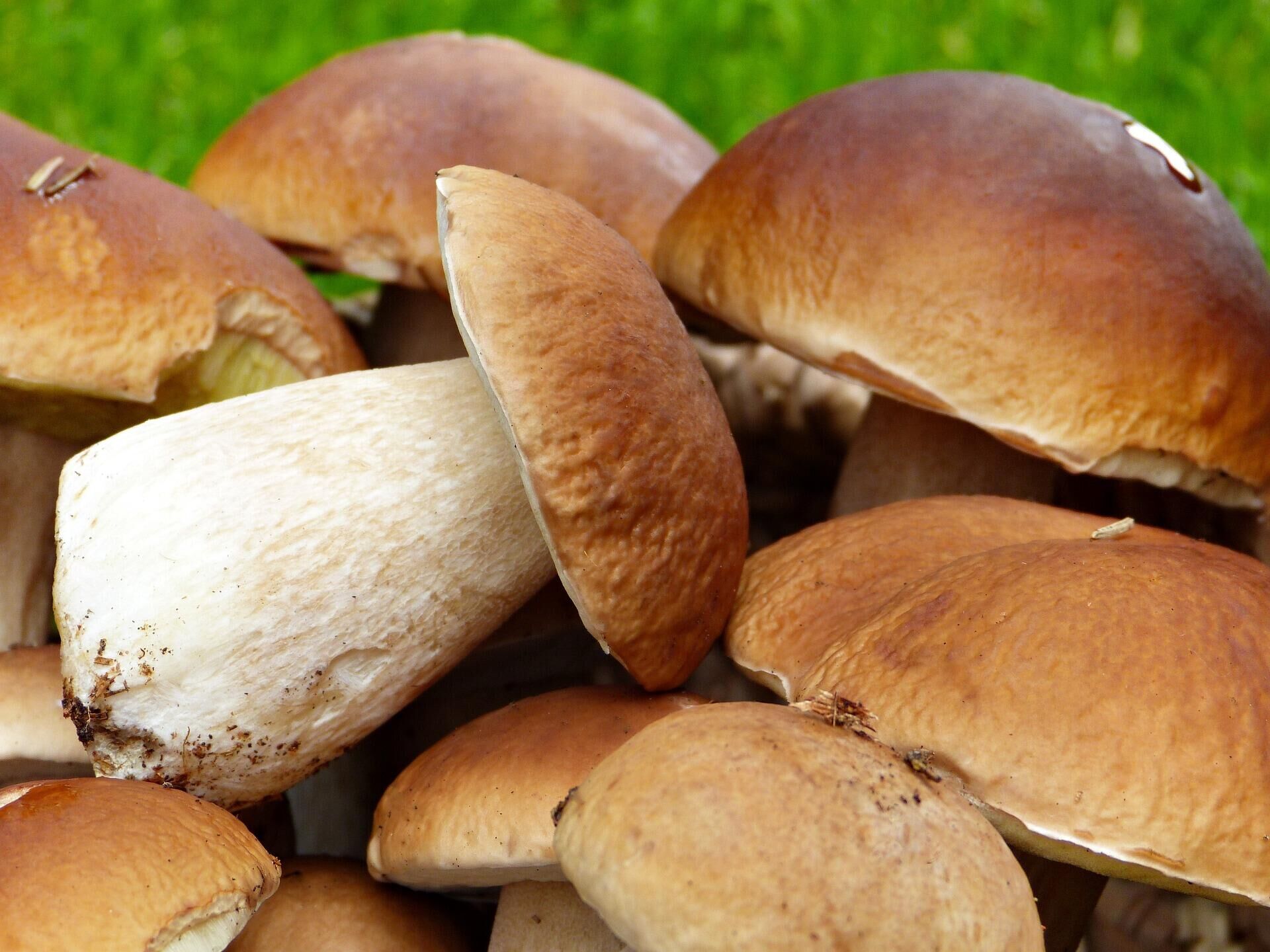 Маринованные белые грибы и подберёзовики: классический рецепт.