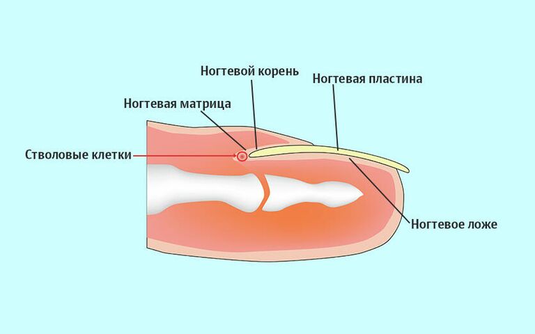 Структура ногтя Структура ногтя