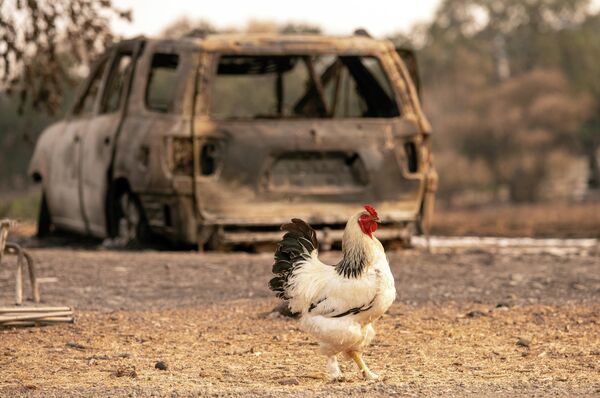 Петух проходит мимо сгоревшего автомобиля в Вакавилле, Калифорния