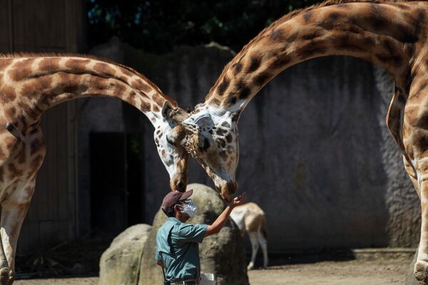 Сотрудник зоопарка кормит жирафов в Ла-Авроре, Гватемала