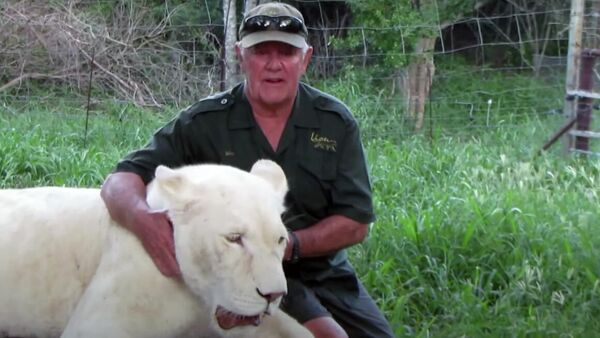 Защитник дикой природы Вест Мэтьюсон с белой львицей