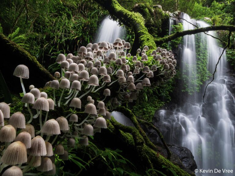 Kevin De Vree. Работа победителя конкурса Australian Geographic Nature Photographer of the Year 2020