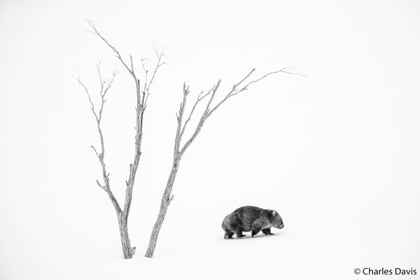 Charles Davis. Работа победителя конкурса Australian Geographic Nature Photographer of the Year 2020